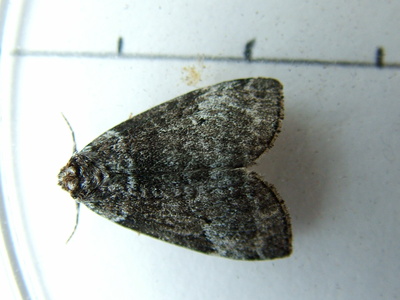 Common Lutestring